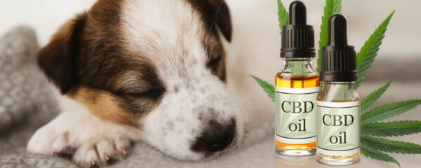 cbd pour chien