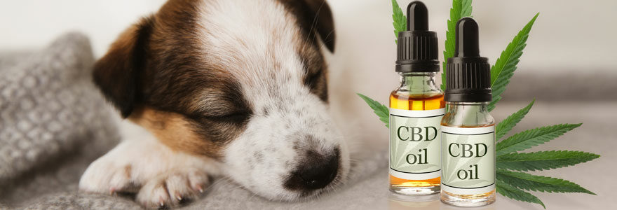 cbd pour chien